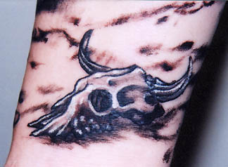 Cow Skull