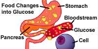 Food changes into Glucose