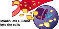 Insulin lets glucose into the cells