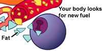 Your body looks for new fuel